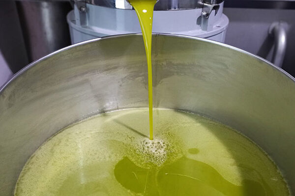 evento educazione sensoriale-profumi-e-sapori-dell’olio-d’oliva-cooperativa-agricola-nuovo-cilento olio evo