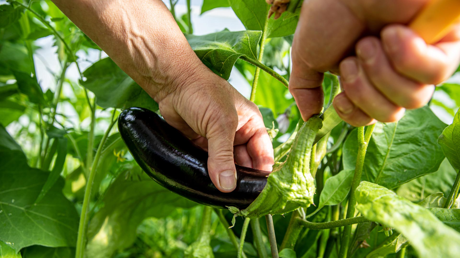 maggio mese degli orti cooperativa agricola nuovo cilento maggio mese degli orti cooperativa agricola nuovo cilento