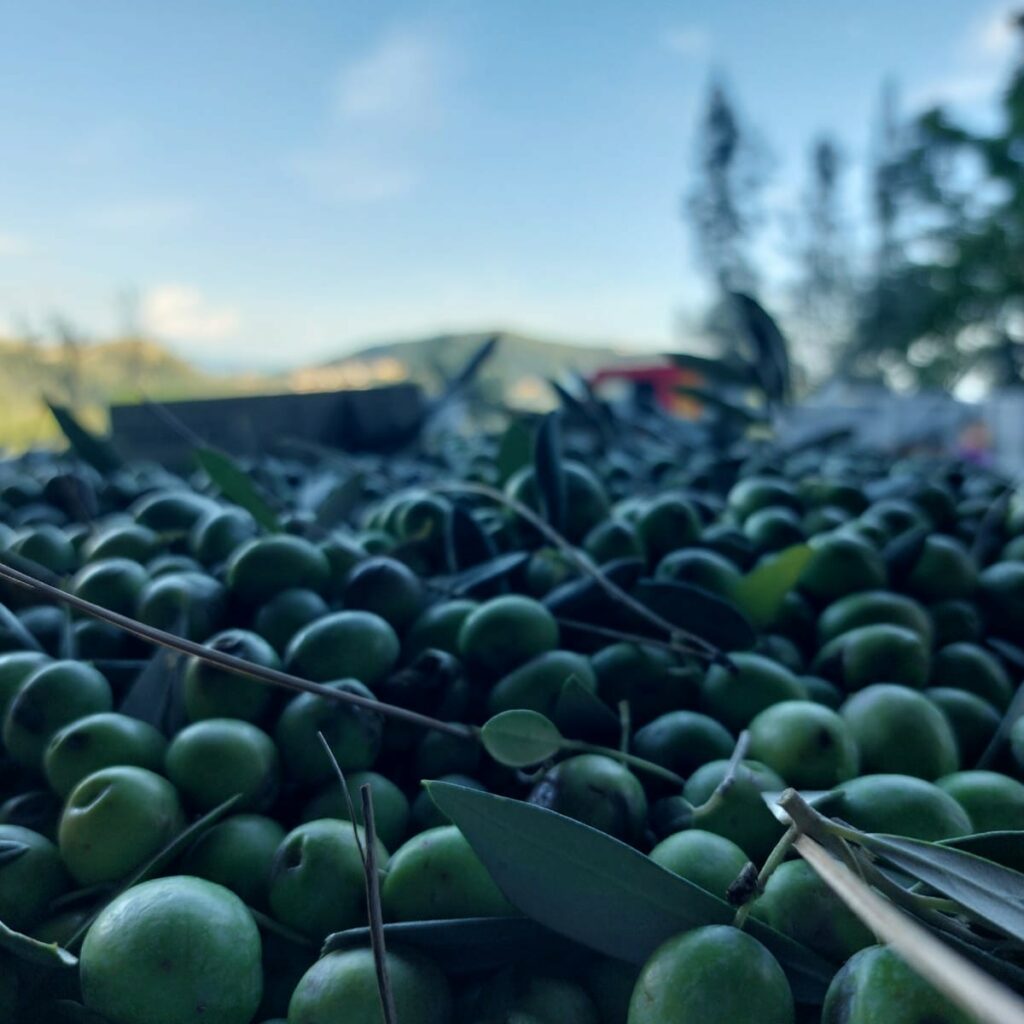 foto olive al frantoio
